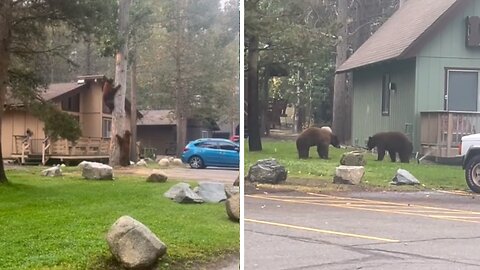 Mischievous bears are up to no good in the neighborhood