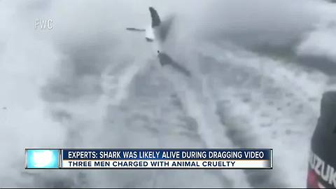 Experts: Shark was likely alive during dragging video