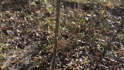 Funneling in The Deer #hunting #deer #woods #forestmanagement