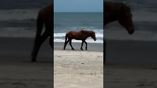 Horses at Assateague visit me while I’m fishing