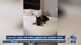 Logan the puppy is undergoing surgery today