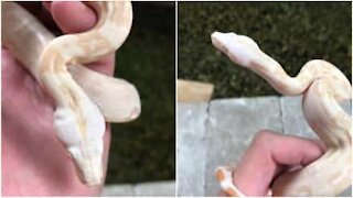 Boa 100% albino filmato in Michigan!