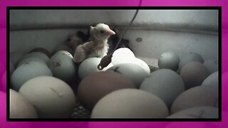 Newly hatched chicks!