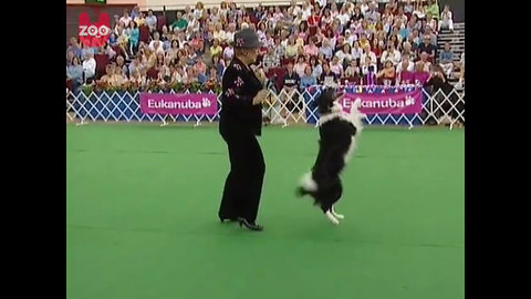 Funny Dog Dancing