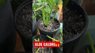 Transplanting Aloe Vera