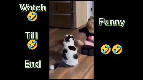 Funny Animal Dog and Cats