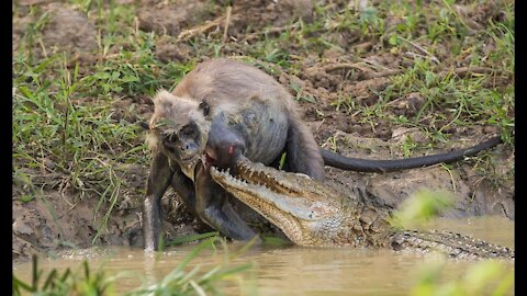 Crocodile vs Grey Langur Monkey - Struggle of Life and Death (Real Life Godzilla vs Kong)