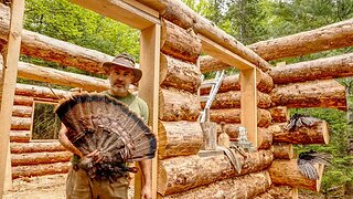 Wild Turkey and Log Cabin Building in the Canadian Wilderness