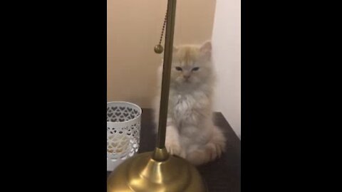 Cute Cat Playing With Lamp