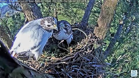 Red-Tailed Hawk Pair at Work 🌲 03/16/23 09:31