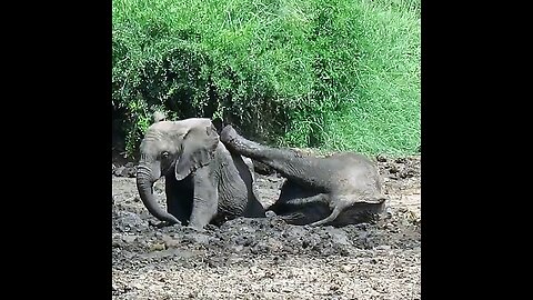 Young elephant refuses to share mud bath with brother