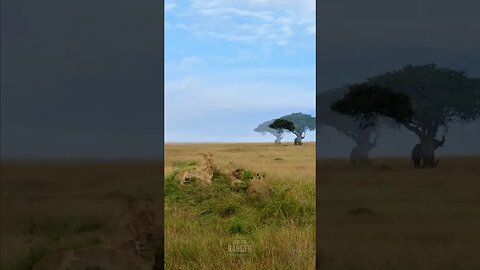 Scenic Lions! #Wildlife | #ShortsAfrica