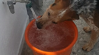 Goofy dog drinking water from the porch sprayer