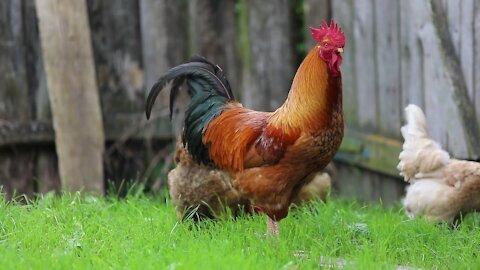 Chickens Looking For Food HD