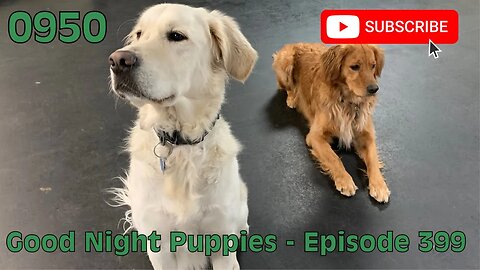 [0950] GOOD NIGHT PUPPIES - EPISODE 399 [#dogs #doggos #doggos #puppies #dogdaycare]