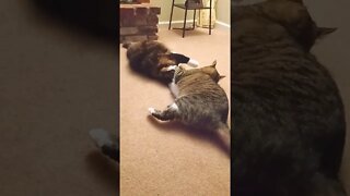 Cat Fight Compilation