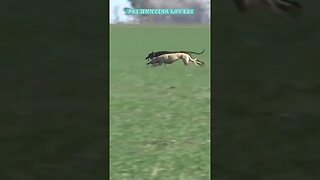 Greyhounds vs Hare 🐇ग्रेहाउंड बनाम खरगोश Борзые против кролика kelinci กระต่าย thỏ galgos vs conejo