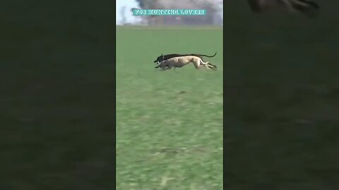 Greyhounds vs Hare 🐇ग्रेहाउंड बनाम खरगोश Борзые против кролика kelinci กระต่าย thỏ galgos vs conejo