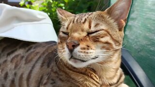 Bengal cat sniffs the air