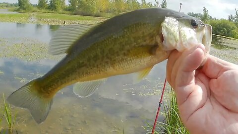 Fishing for Largemouth Bass @ Harrier Lake, We got one!