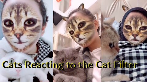 Cats Reacting to the Cat Filter