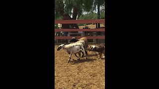 Australian Shepherd aces his instinct herding test