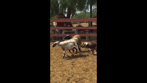 Australian Shepherd aces his instinct herding test