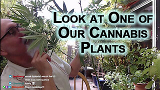A Look at One of Our Cannabis Plants on Our Patio Garden