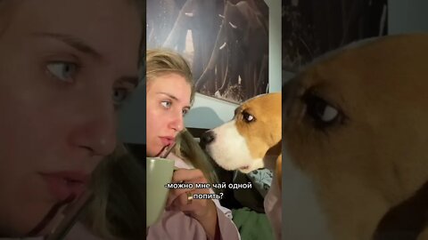 #shorts Смешные Собаки Из Тик Тока 129 Funny Dogs From Tiktok