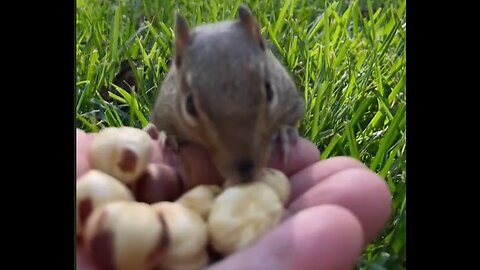 fascinating world of squirrels and their cheeky habits.