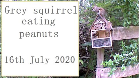 Grey squirrel eating peanuts at the nut-hut