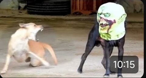 Try Not To Laugh Cats And Dogs Videos😁 - New Funny Animals Video 2024 #1