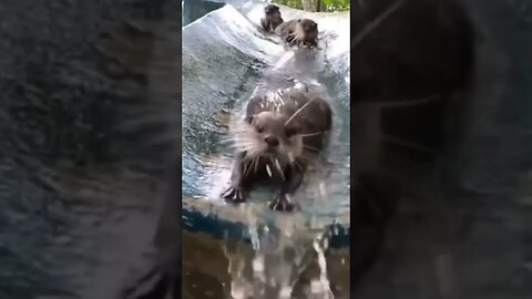 OTTER SLIDE - They couldn’t get enough of it #animal