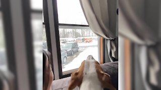 Festive dog howls with excitement to see Santa on a fire engine