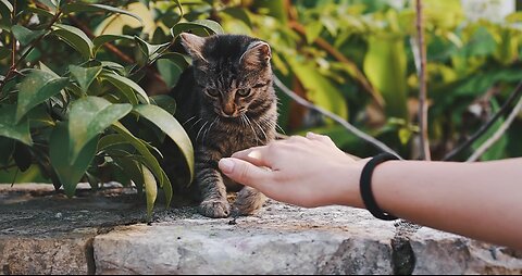 Person Playing with Cat