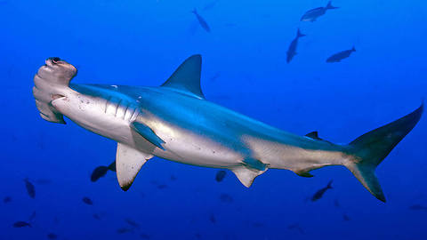 Divers get an amazing surprise when school of hammerhead sharks approach