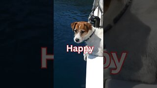 Happy National Maritime Day! Here are some dogs on boats to help celebrate 🐾⚓️⛵️#dog #boat