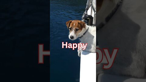 Happy National Maritime Day! Here are some dogs on boats to help celebrate 🐾⚓️⛵️#dog #boat