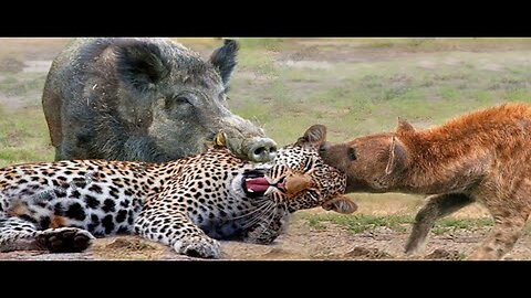 Most Amazing Moments Of Wild Animal 2023 - Wild Discovery Animals