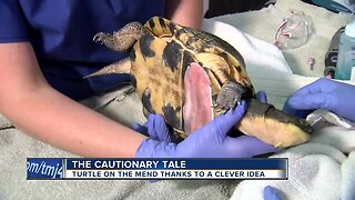 Dentist's clever idea helps mend turtle shell