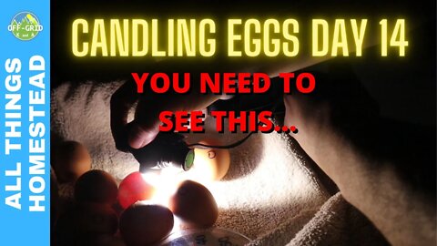Candling Chicken Eggs Day 14 - Homesteading - Raising Chickens At Home