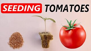 How to Sow and Germinate Tomatoes in Rockwool \\ Hydroponic Tomato Growing