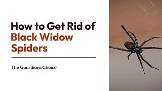 How to Get Rid of Black Widow Spiders | The Guardian's Choice