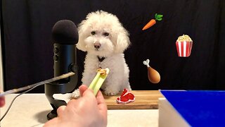 ASMR Dog Reviews Different Foods!