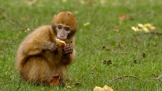 Cute Little Monkey Eats Bread