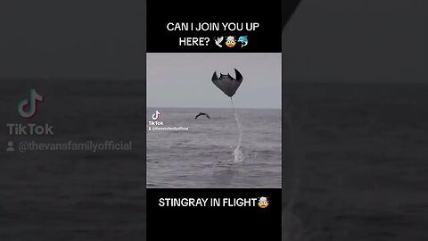 Stingray Flying With Bird🤯