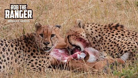 Cheetah Coalition eat A Topi | Lalashe Maasai Mara Safari