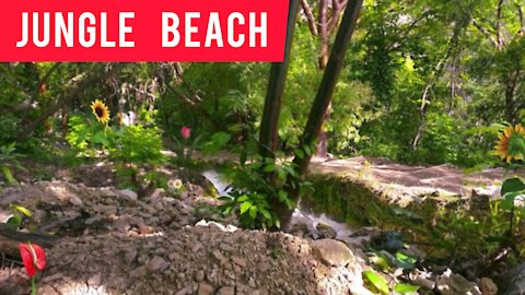 jungle beach |jungle bachao andolan | susantha 11| #beach | charleston sc travel |#shorts