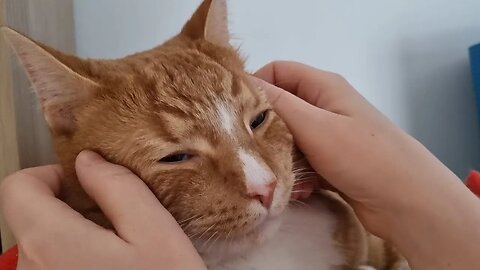 Purrfectly Relaxing: Cat Face Massage