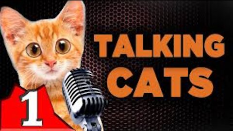 Talking Cats!! these cats can speak english better than some people(part 1)